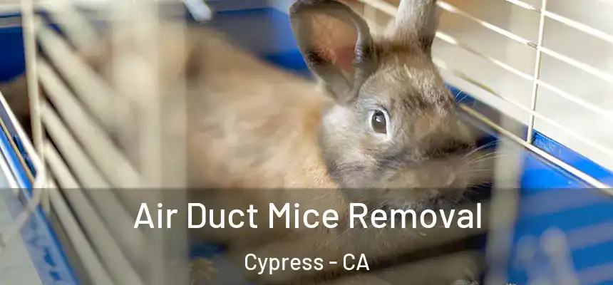 Air Duct Mice Removal Cypress - CA